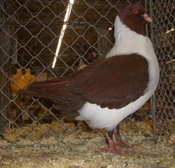 Moravian Strasser Red Moravian Strasser Red