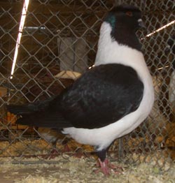 Moravian Strasser Black Moravian Strasser Black