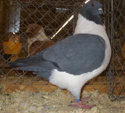 Moravian Strasser Blue no bars Moravian Strasser Blue no bars