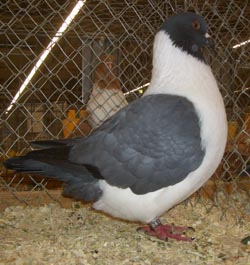 Moravian Strasser Blue no bars Moravian Strasser Blue no bars