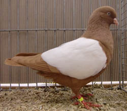 Dutch Highflyer Yellow Whiteside Dutch Highflyer Yellow Whiteside