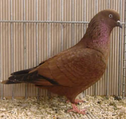 Dutch Highflyer Red Dutch Highflyer Red