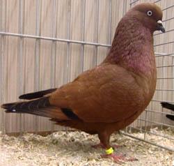 Dutch Highflyer Red Dutch Highflyer Red