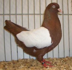 Dutch Highflyer Red Whiteside Dutch Highflyer Red Whiteside
