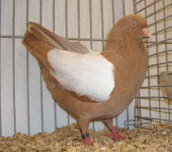 Dutch Highflyer Yellow Whiteside Dutch Highflyer Yellow Whiteside