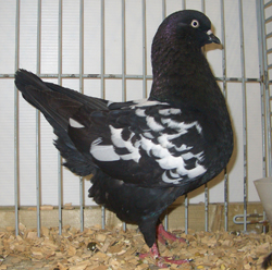 Dutch Highflyer Black Tigered Dutch Highflyer Black Tigered