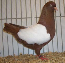 Dutch Highflyer Red Whiteside Dutch Highflyer Red Whiteside