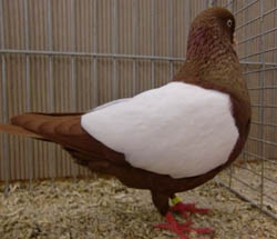 Dutch Highflyer Red Whiteside Dutch Highflyer Red Whiteside
