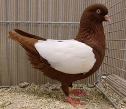 Dutch Highflyer Red Whiteside Dutch Highflyer Red Whiteside