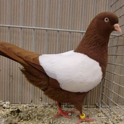Dutch Highflyer Red Whiteside Dutch Highflyer Red Whiteside