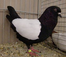 Dutch Highflyer Black Whiteside Dutch Highflyer Black Whiteside