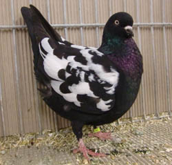 Dutch Highflyer Black Tigered Dutch Highflyer Black Tigered