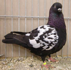 Dutch Highflyer Black Tigered Dutch Highflyer Black Tigered