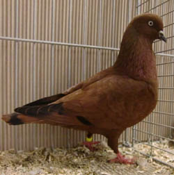 Dutch Highflyer Red Dutch Highflyer Red