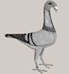 Скандаруны