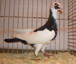 Scandaroon Black Magpie Scandaroon Black Magpie