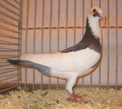 Scandaroon Blue Magpie Scandaroon Blue Magpie