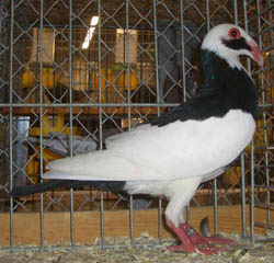 Scandaroon Black Magpie Scandaroon Black Magpie