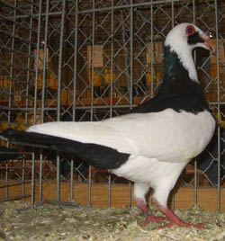 Scandaroon Black Magpie Scandaroon Black Magpie