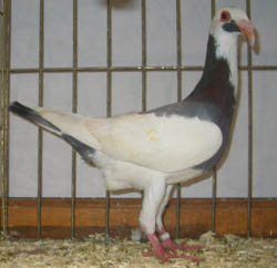 Scandaroon Blue Magpie Scandaroon Blue Magpie