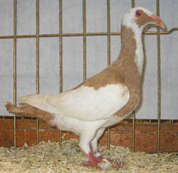 Scandaroon Yellow Magpie Scandaroon Yellow Magpie