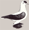 Скандаруны