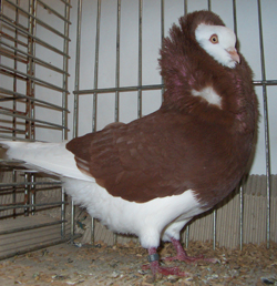 Capucin Hollandais Rouge Moine