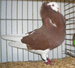 Capucin Hollandais Rouge Moine