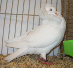 Capucin Hollandais Blanc