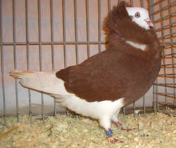 Capucin Hollandais Rouge Moine