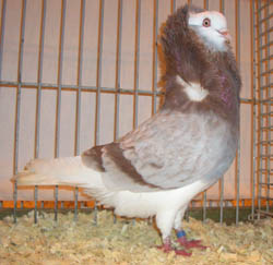 Capucin Hollandais Rouge cendré moine
