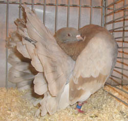 Fantail Ash Yellow Fantail Ash Yellow