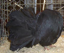 Fantail Black Fantail Black