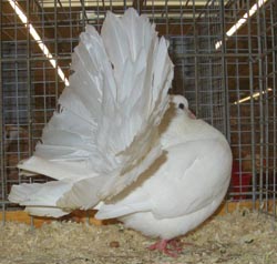 Fantail White Fantail White