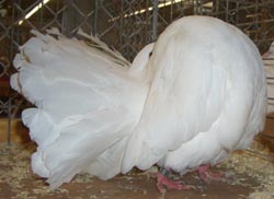 Fantail White Fantail White