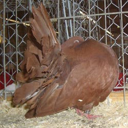 Fantail Red Fantail Red