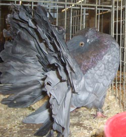 Fantail Andalusian Fantail Andalusian