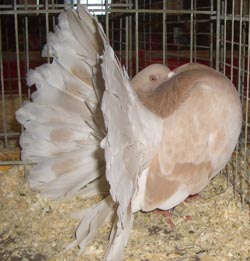 Fantail Ash Yellow Fantail Ash Yellow