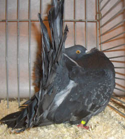 Fantail Checked Blue Fantail Checked Blue