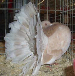Fantail Ash Yellow Fantail Ash Yellow
