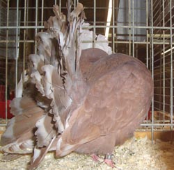 Fantail Fantail