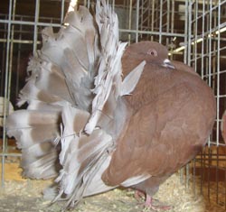 Fantail Fantail