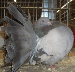 Fantail Ash Blue Fantail Ash Blue