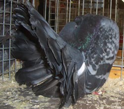 Fantail Checked Blue Fantail Checked Blue