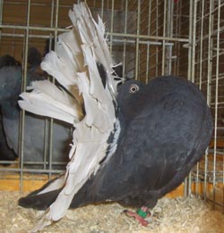 Fantail Fantail