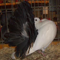 Fantail Fantail