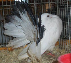 Fantail Fantail