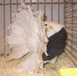 Fantail Black Shielded Fantail Black Shielded