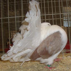 Fantail Fantail