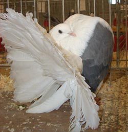 Fantail Fantail